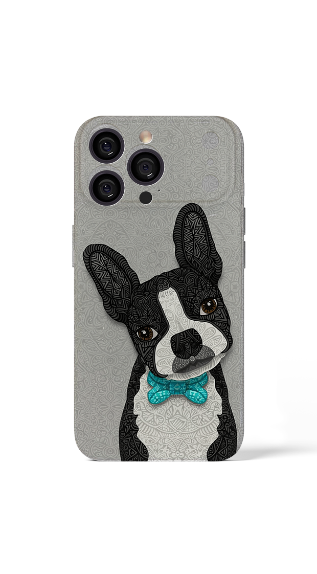 Boston Terrier with turquoise bow tie